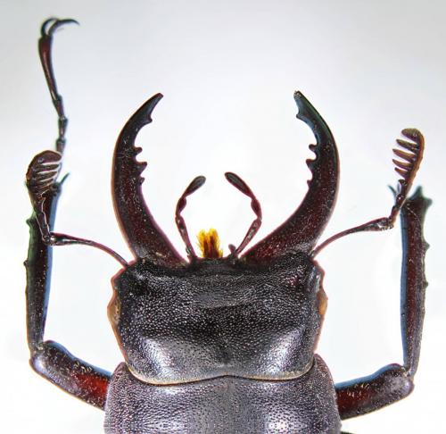 Réf. 198 571 : Lucanus cervus